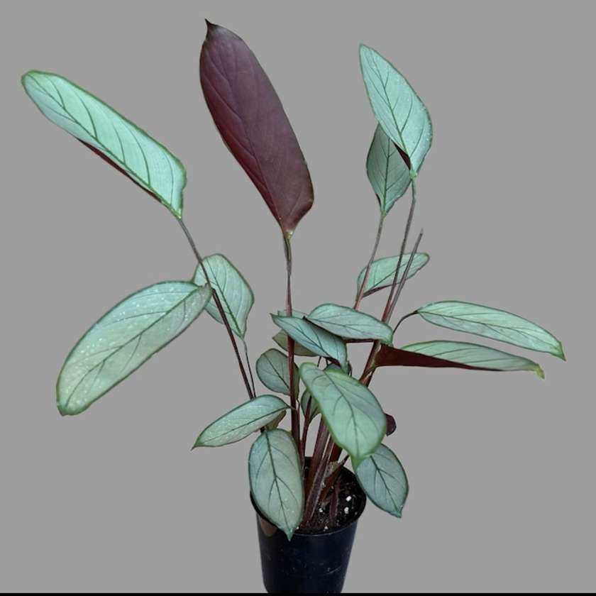 Calathea Setosa