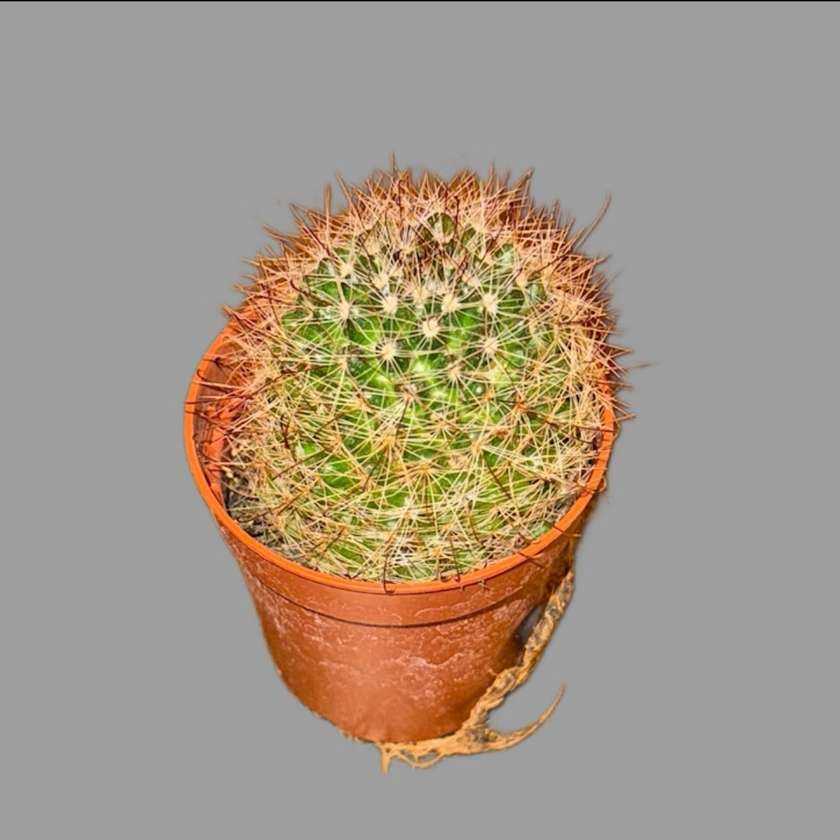 Kaktus