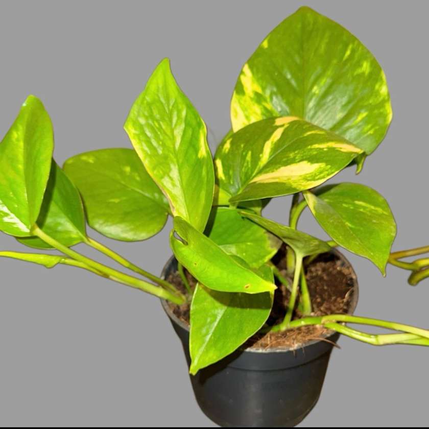 Epipremnum