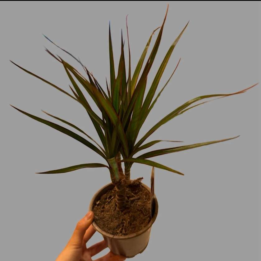Dracena