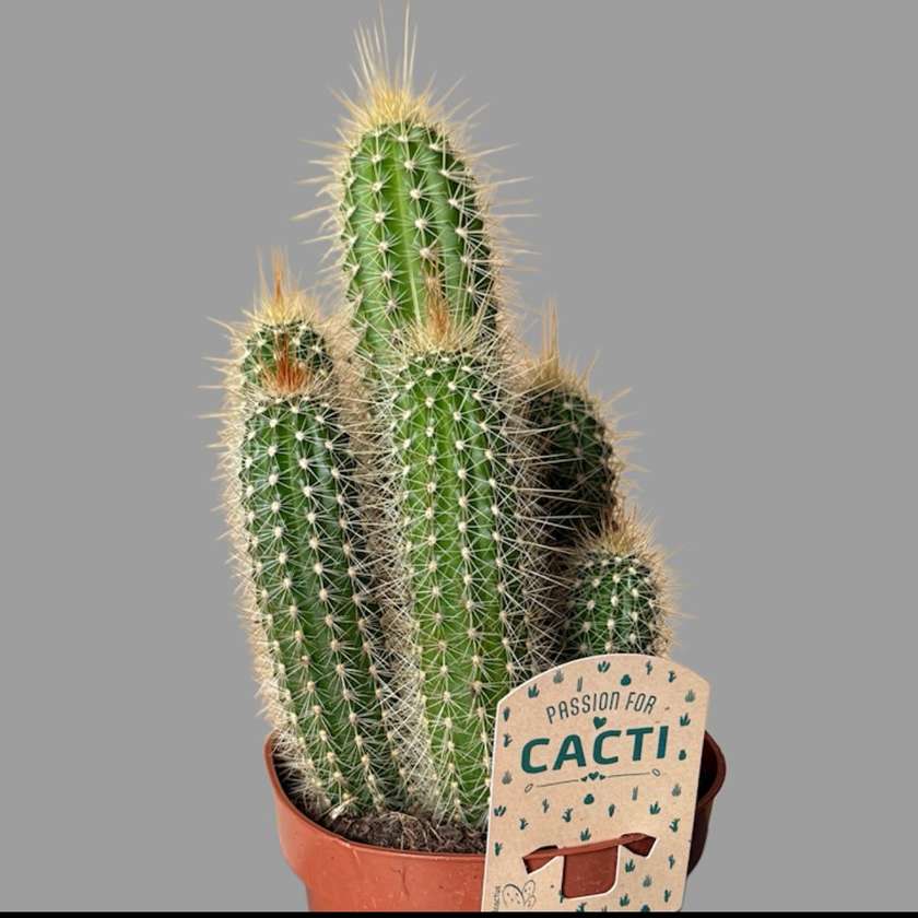 Kaktus 3