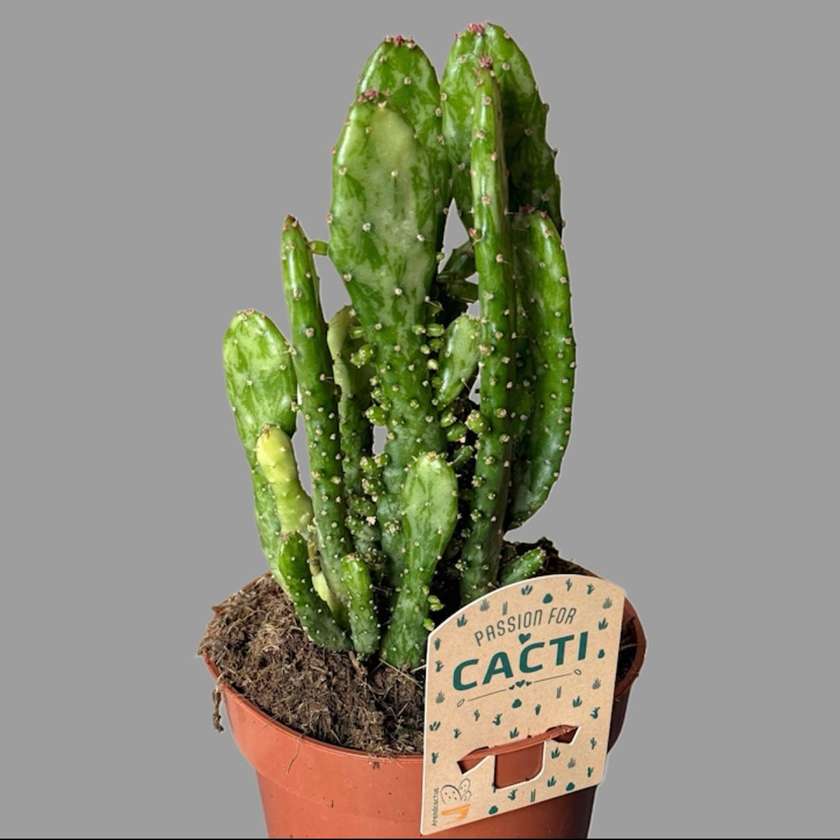 Kaktus 1