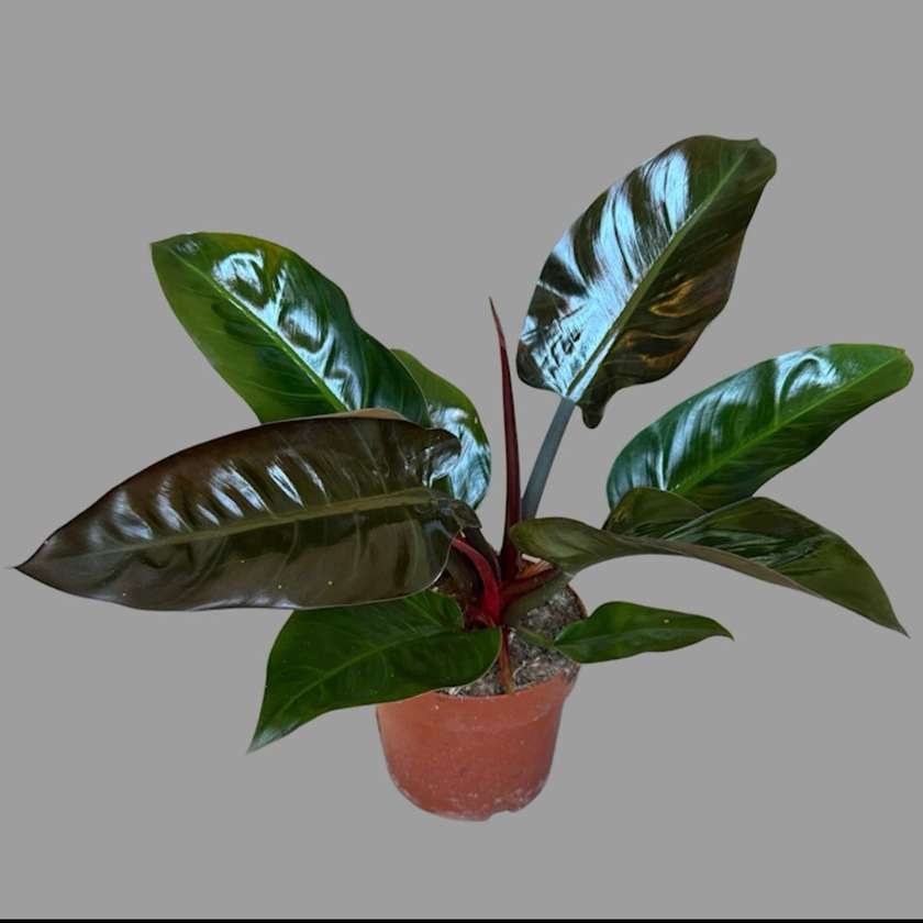 Philodendron