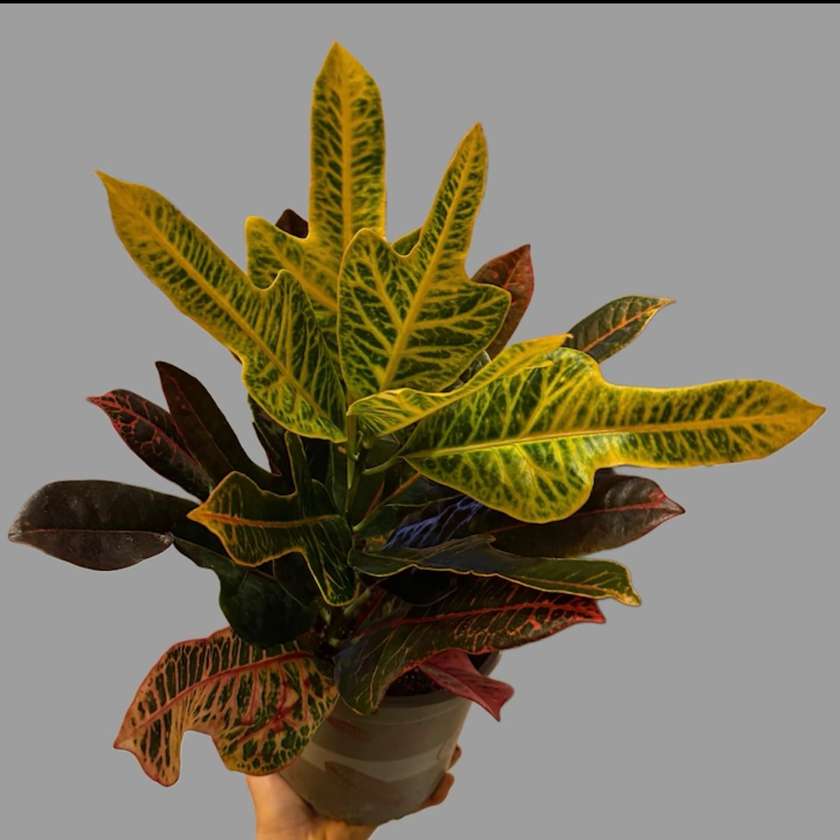 Croton