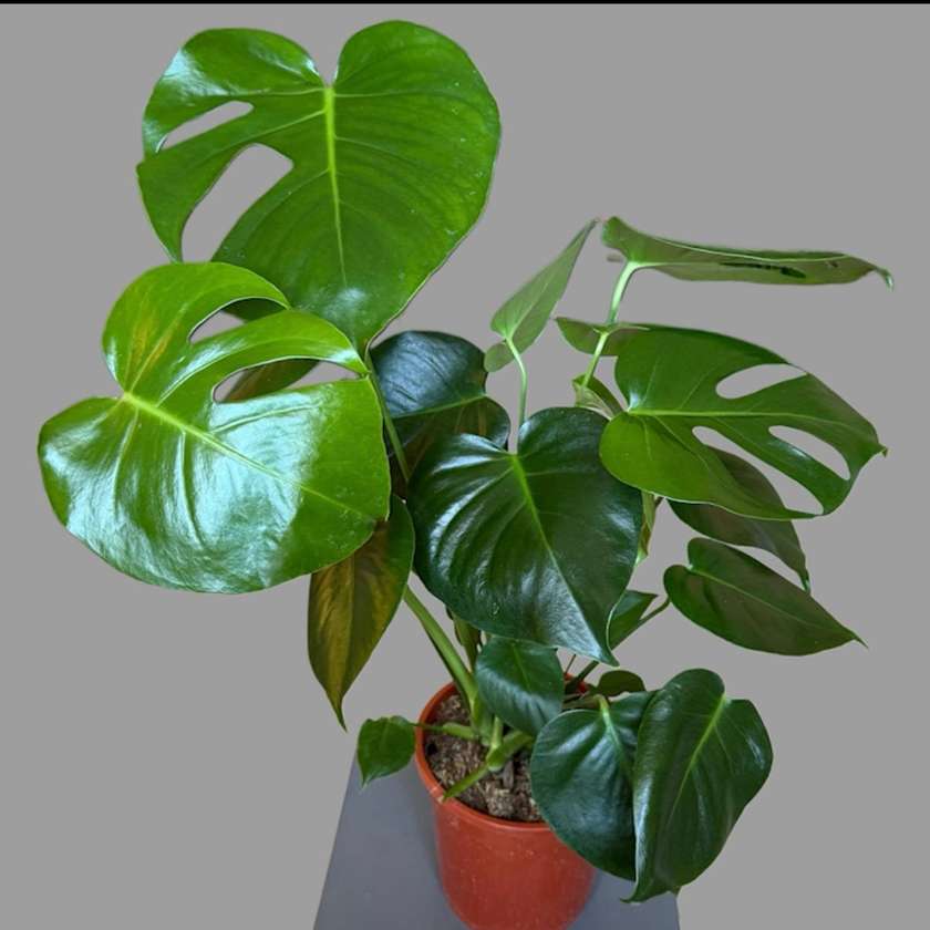 Monstera