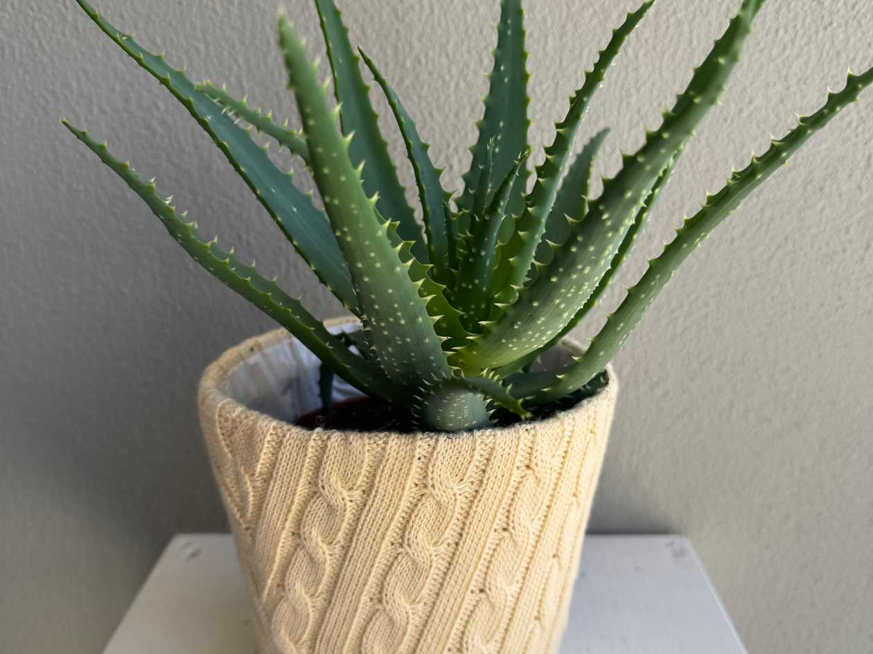 Aloe