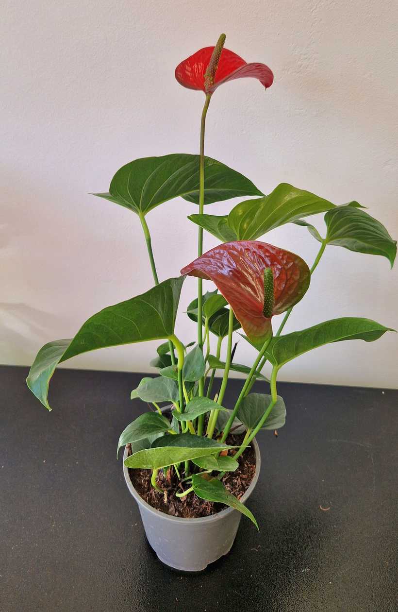Antuurium punane potis . Kõrgus 55 sm.