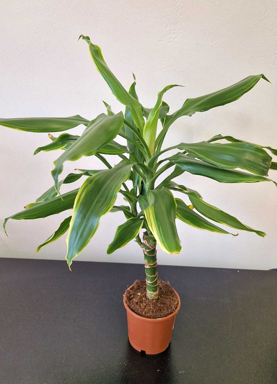 Draconic golden palm potis. Kõrgus 57 sm