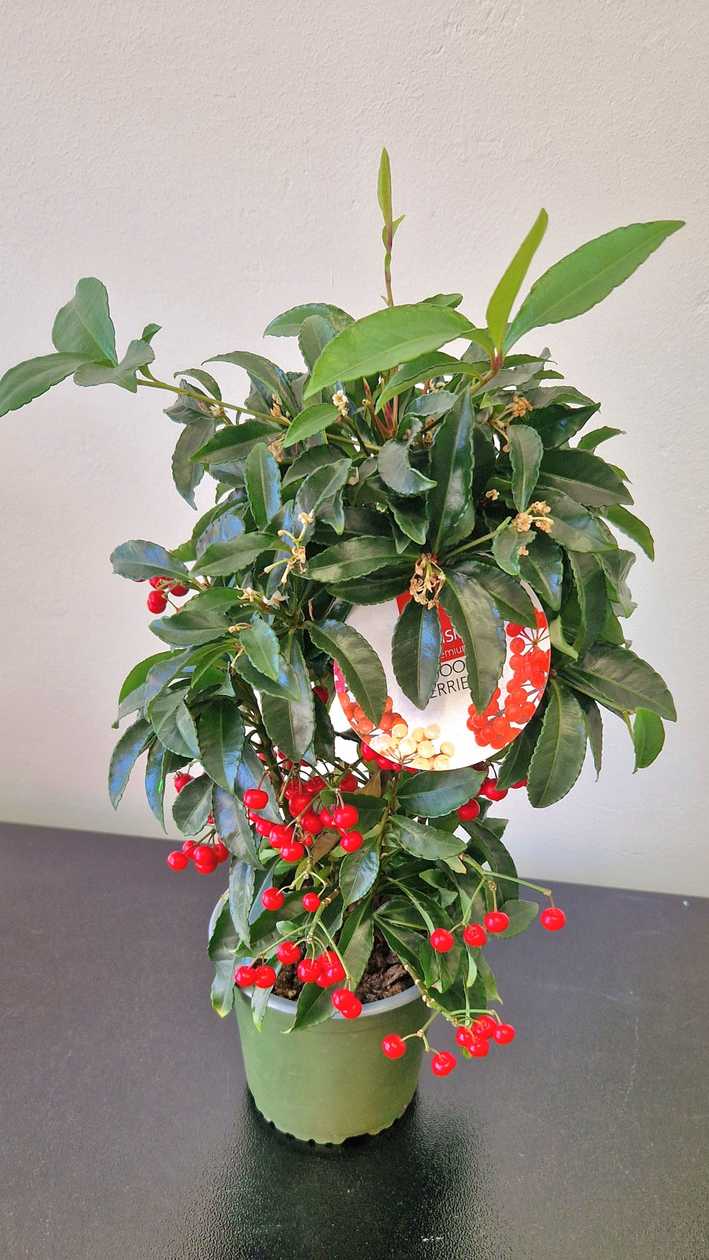 Ardisia potis. Kõrgus 48 sm.