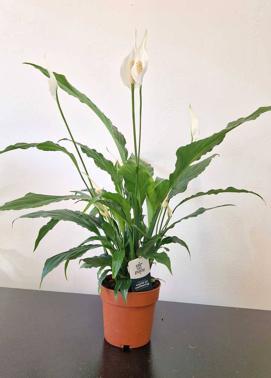 Spathiphyllum potis . Kõrgus 60 sm.