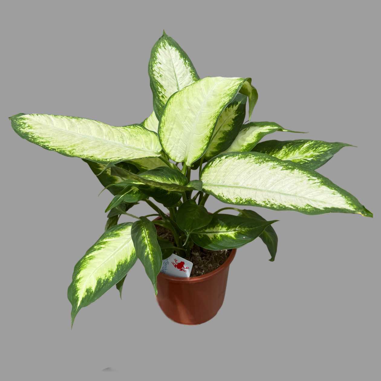 Dephinbachia