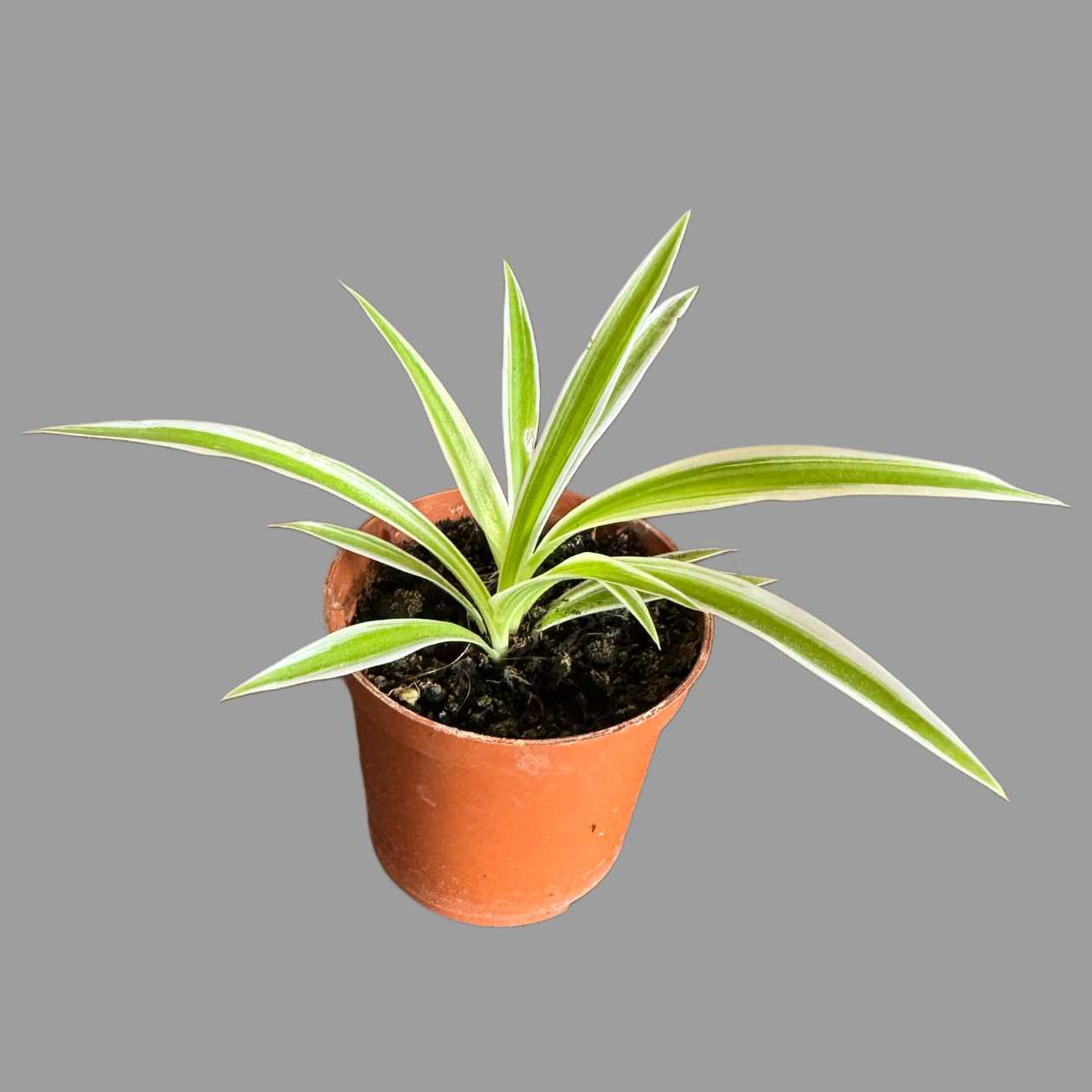 Mała chloriphitum