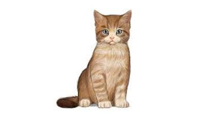 STERILIZED DRY FOOD CHICKEN&SALMON BULK 1 KG-GLUTEN AND CEREAL FREE
