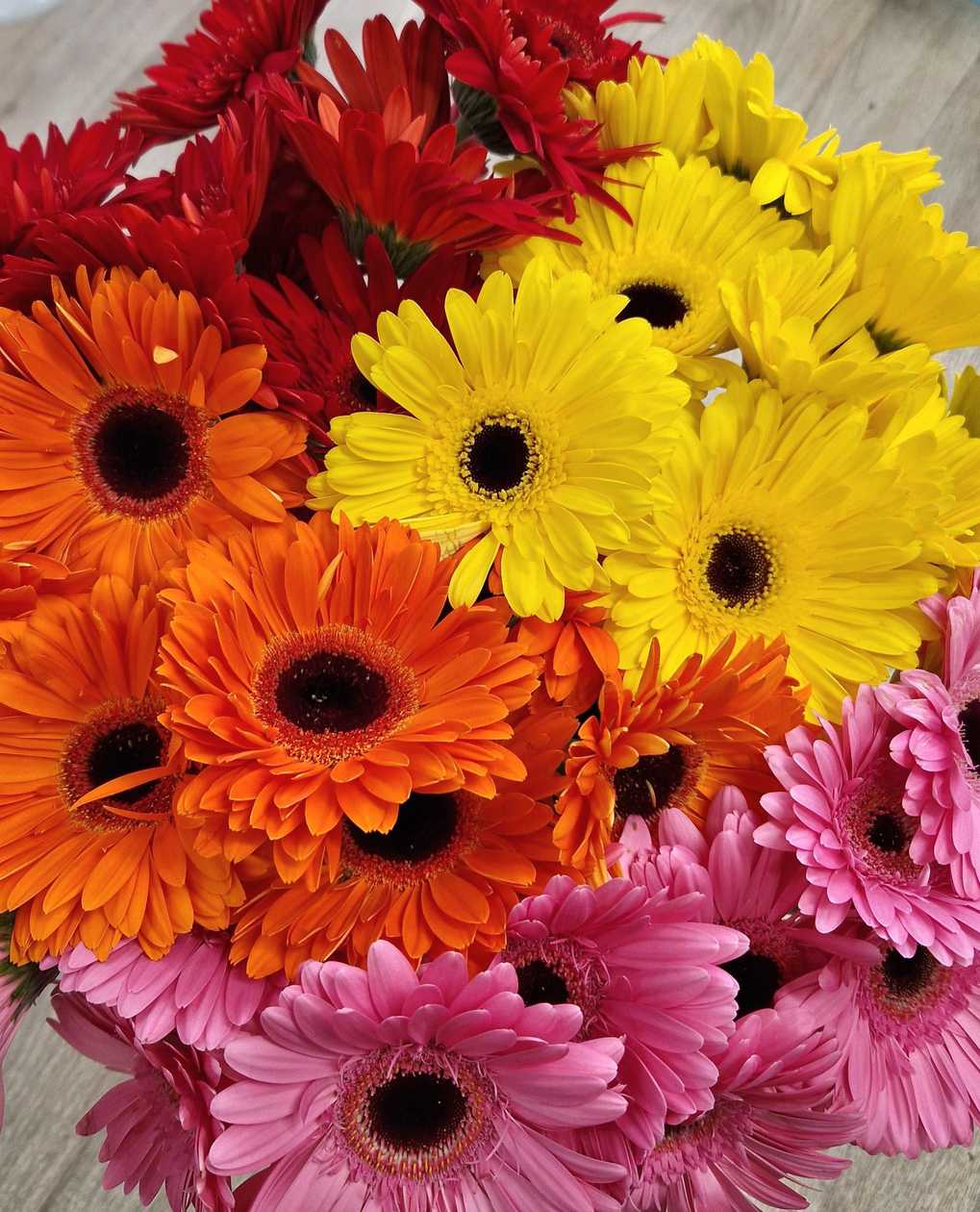 Suur gerbera mix 1tk