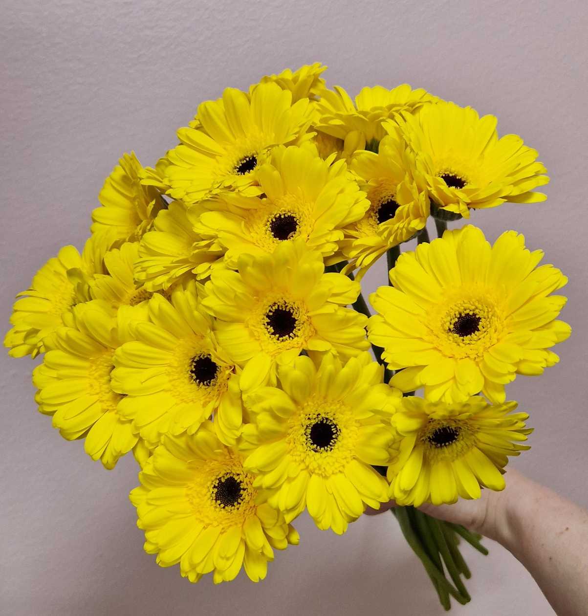 Mini  gerbera  kollane 1tk