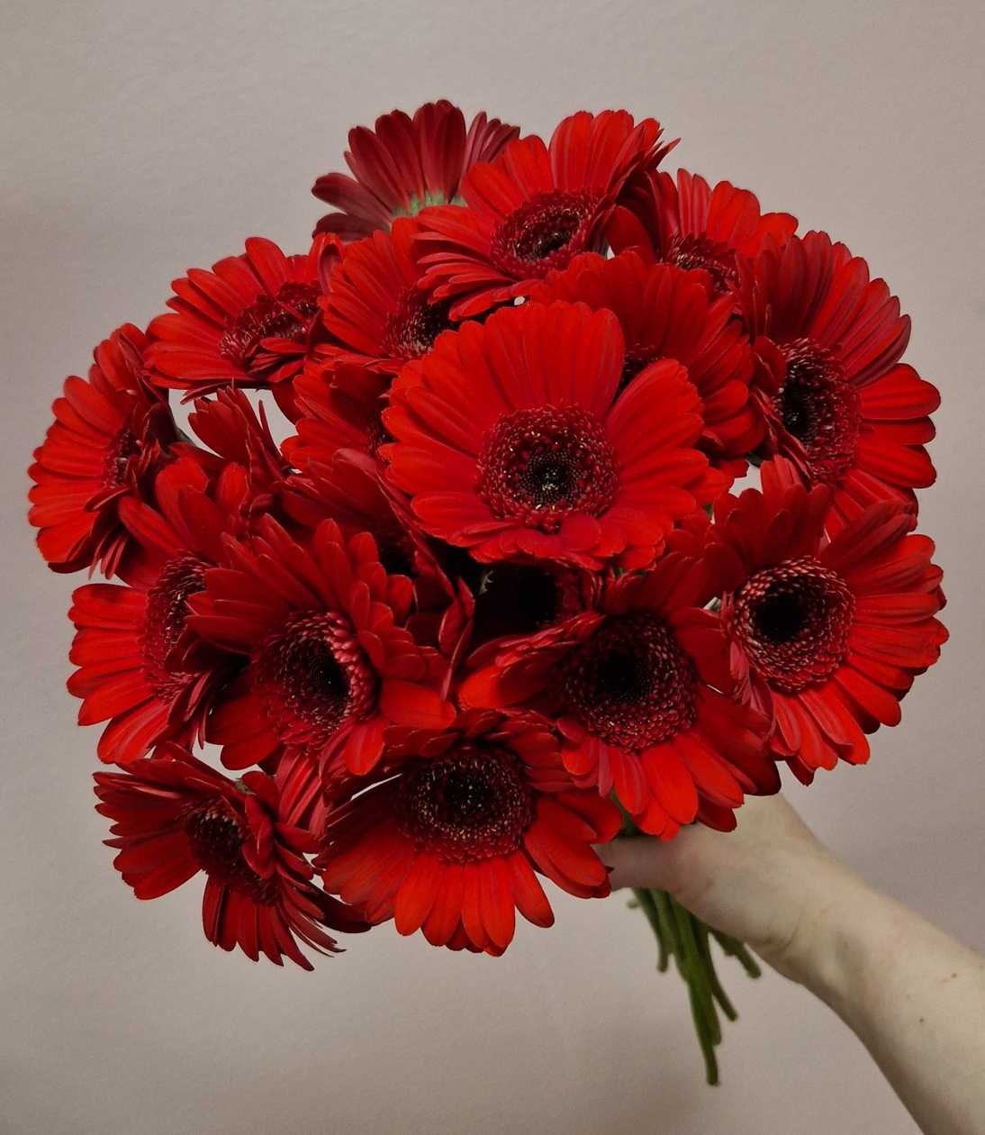 Mini punane gerbera 1tk