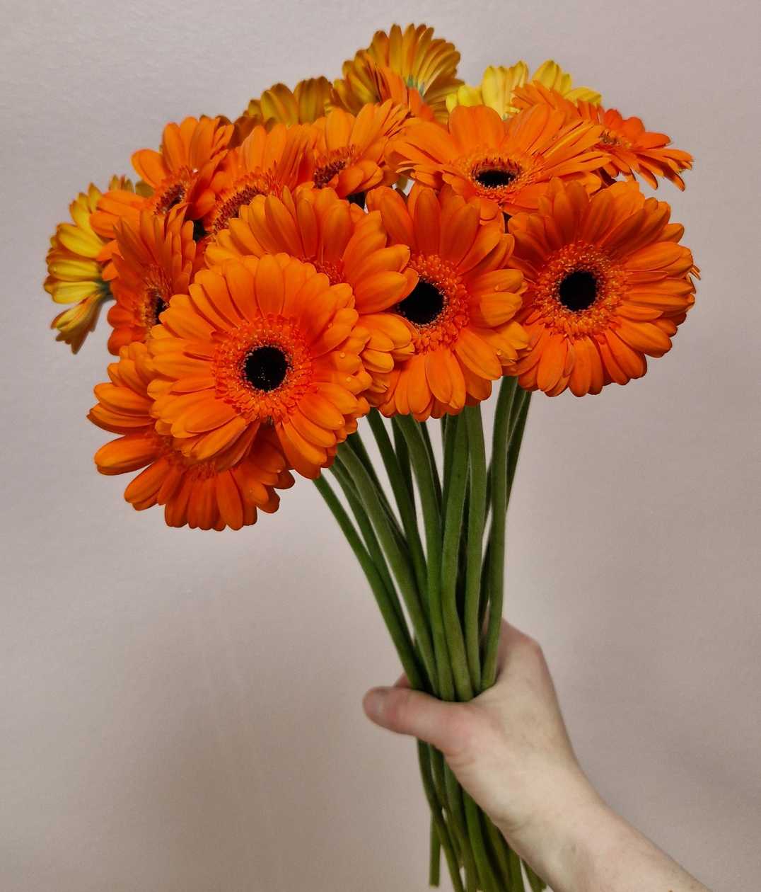 Mini  gerbera  orange 1tk