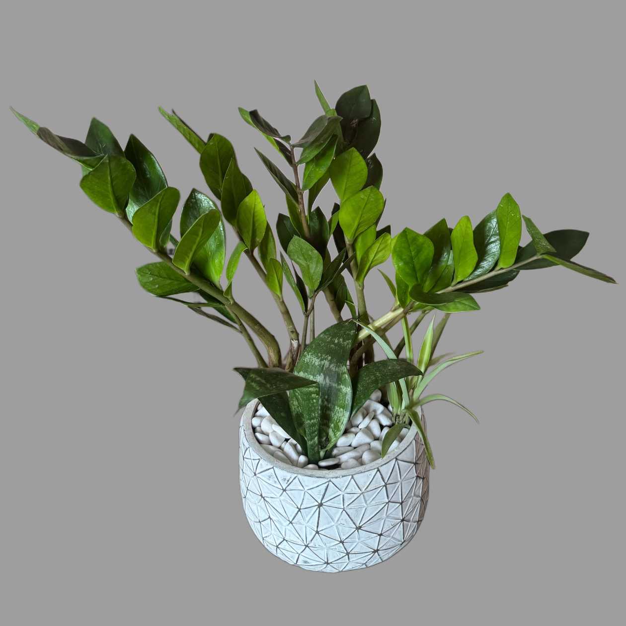 Kompozycja z zamiokulkas, sansewieria i chlorophitum