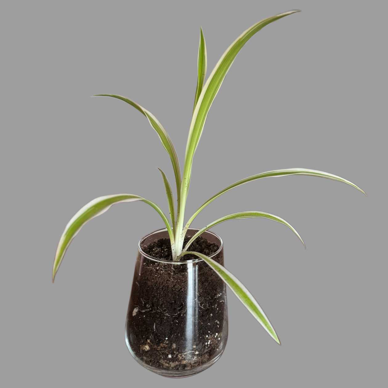 Chlorophitum w szklanym