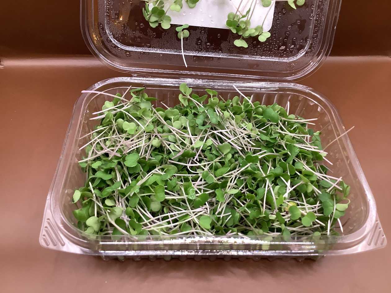 Microgreens Kale