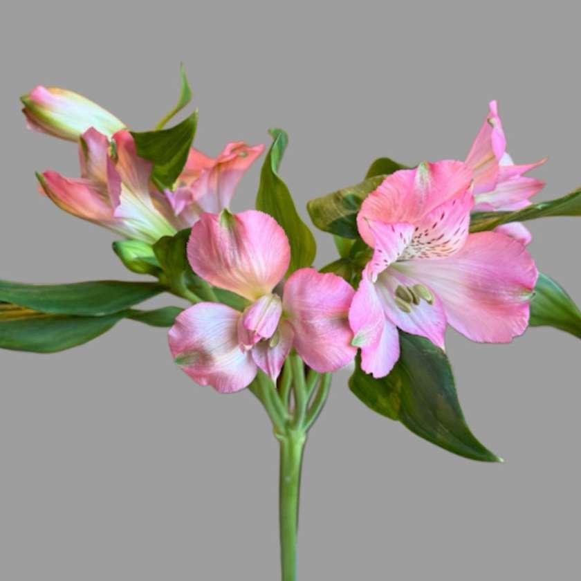 Astromeria różowa