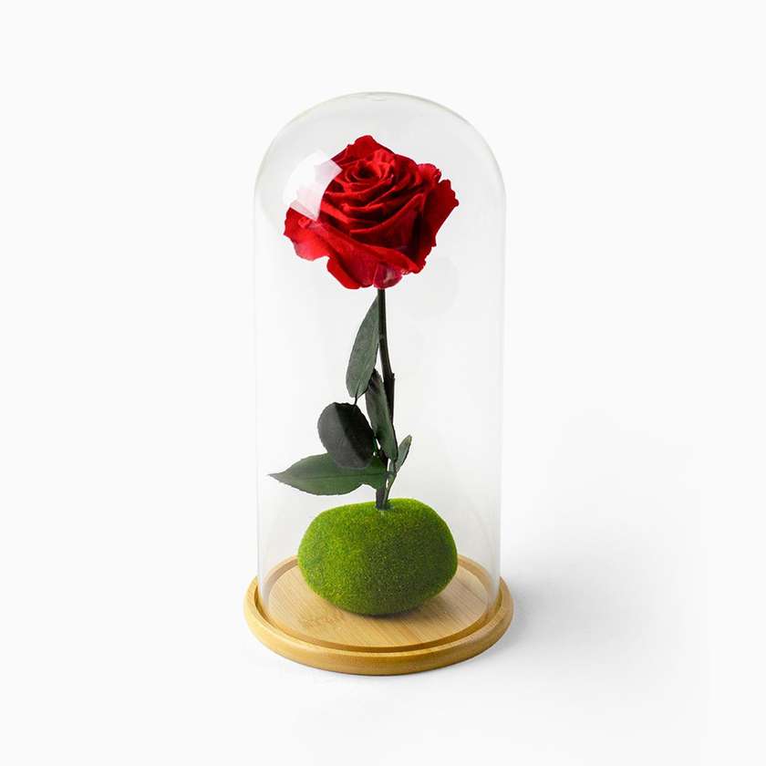 Rosa Vermelha Preservada em Campânula