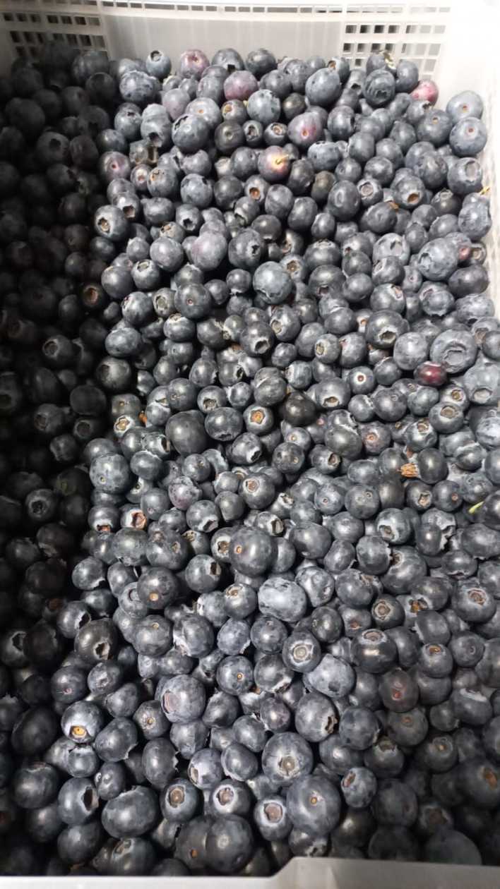 Large Blueberries, 500 grams, Morocco Grade 1