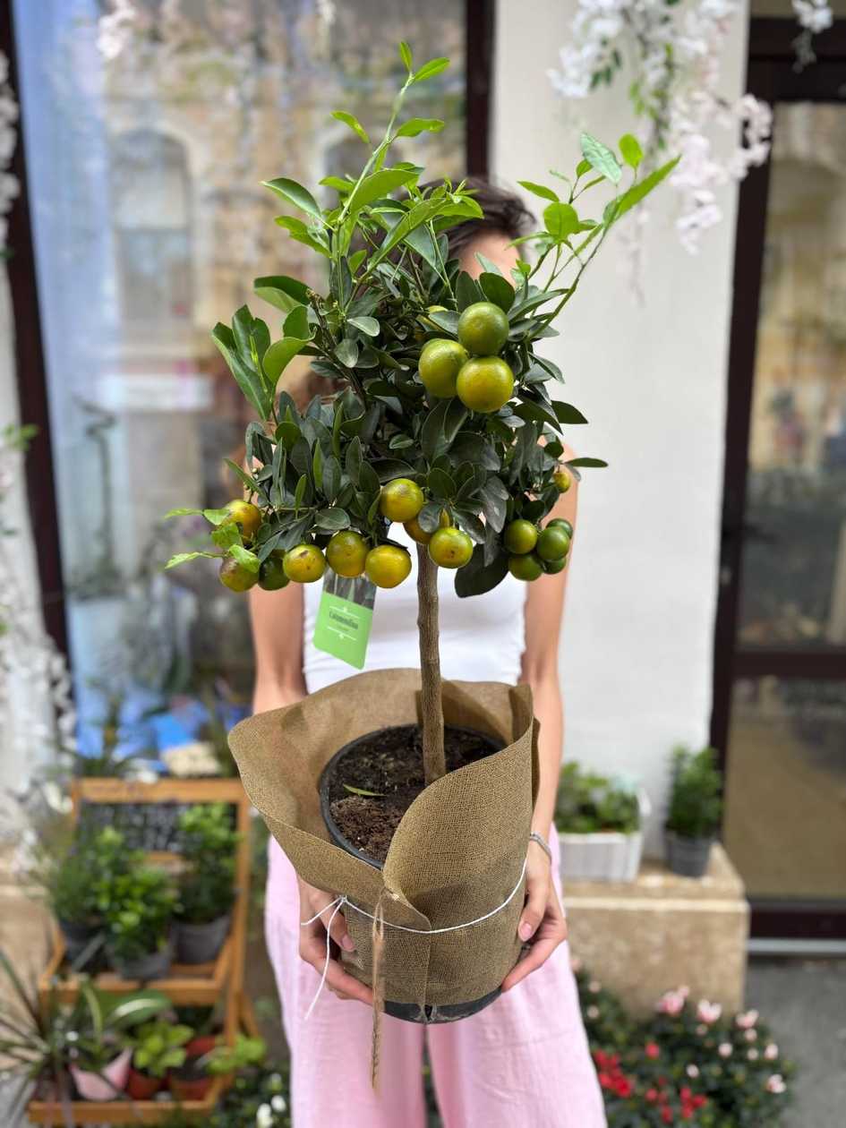 LIME CITRIC FILIPINEZ