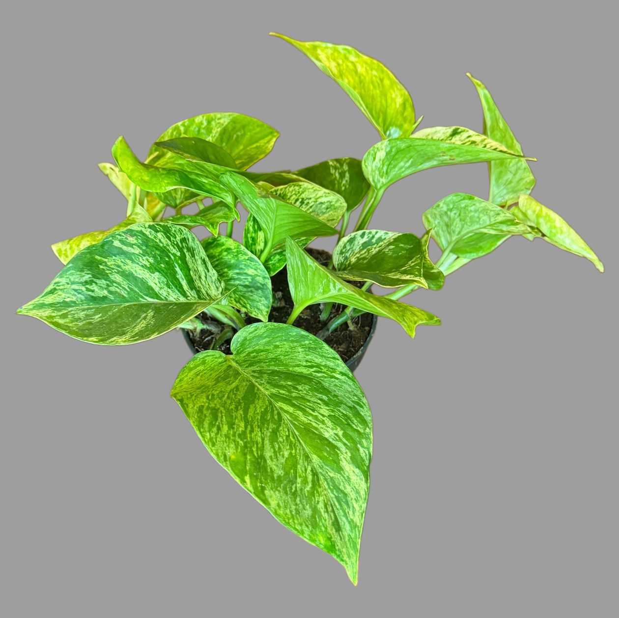 Epipremnum 02
