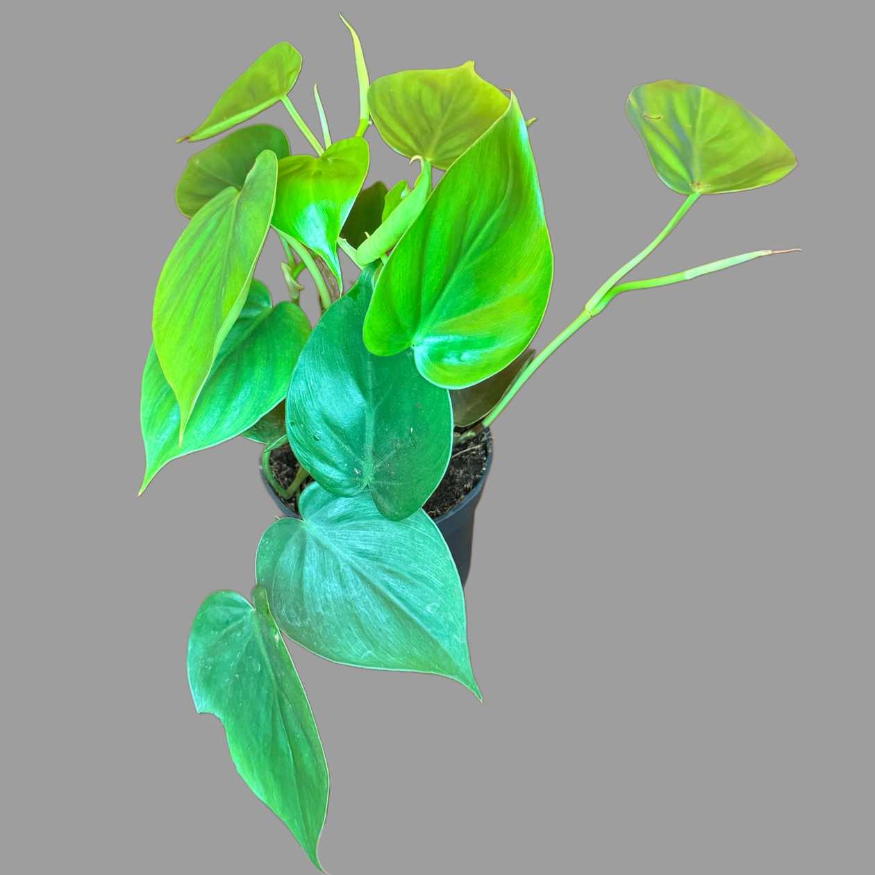 Epipremnum 01