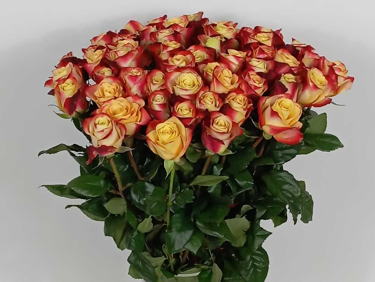 Tutti Frutti Rose GB