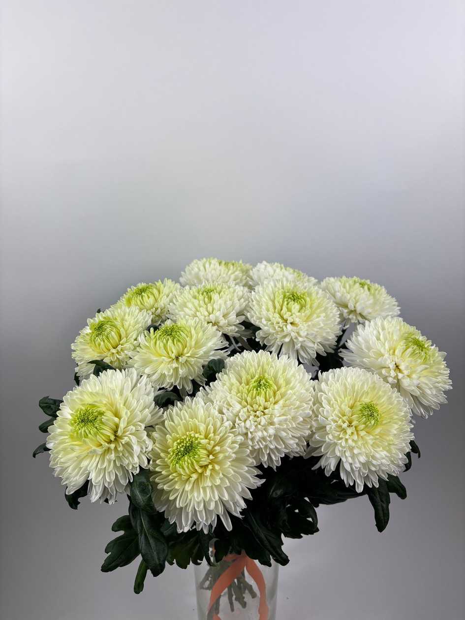 White Large-Head Chrysanthemums GB