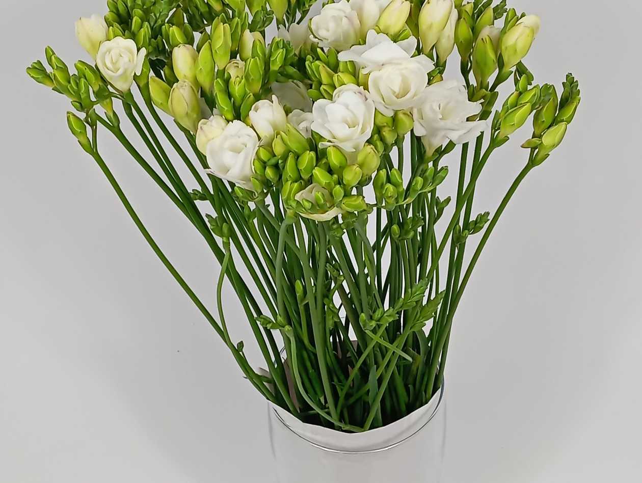 White Freesia GB