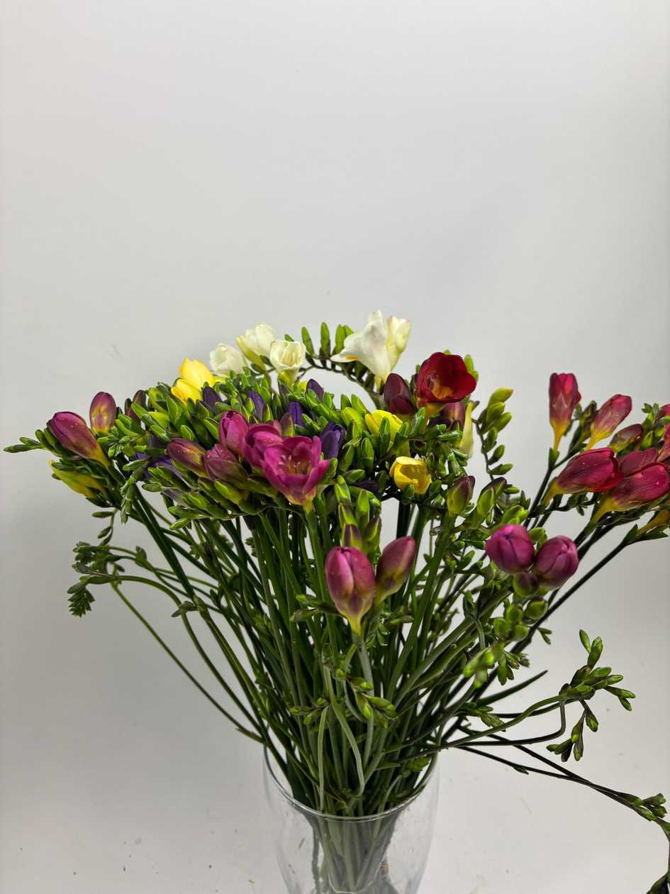 Colorful Freesia GB