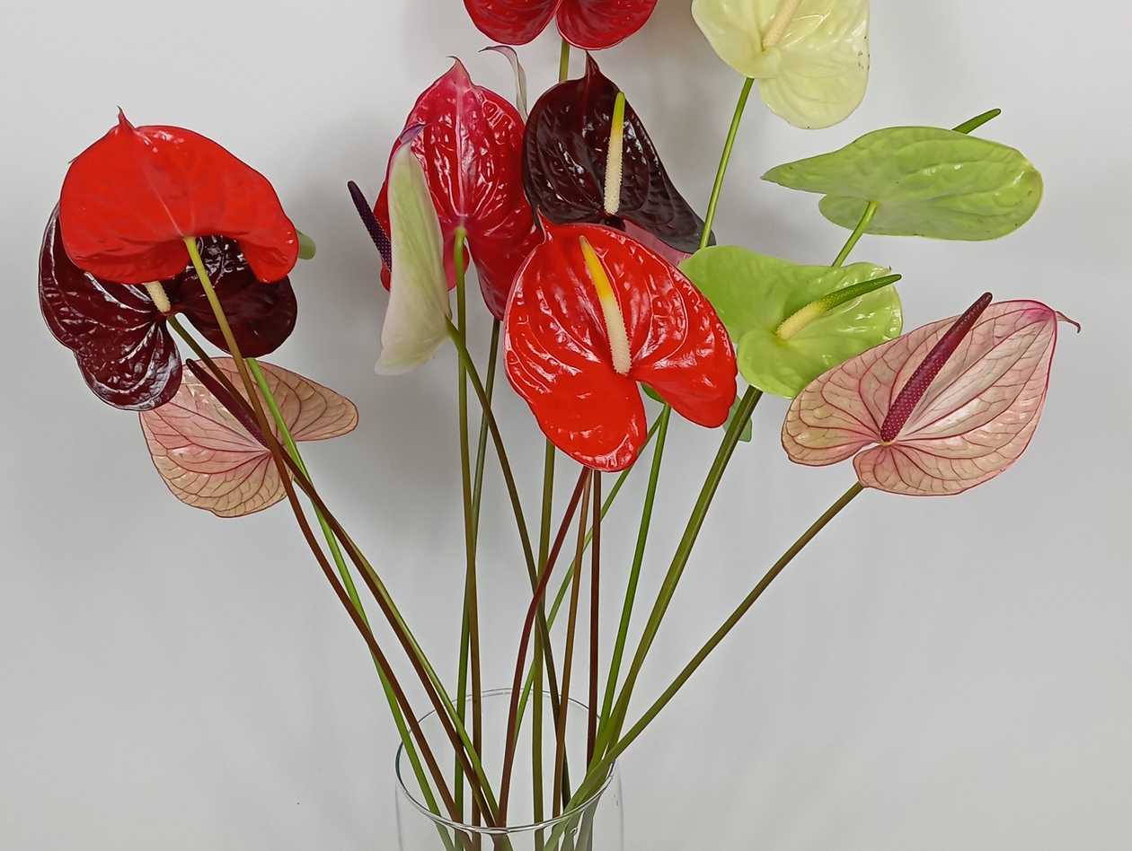 Anthurium GB