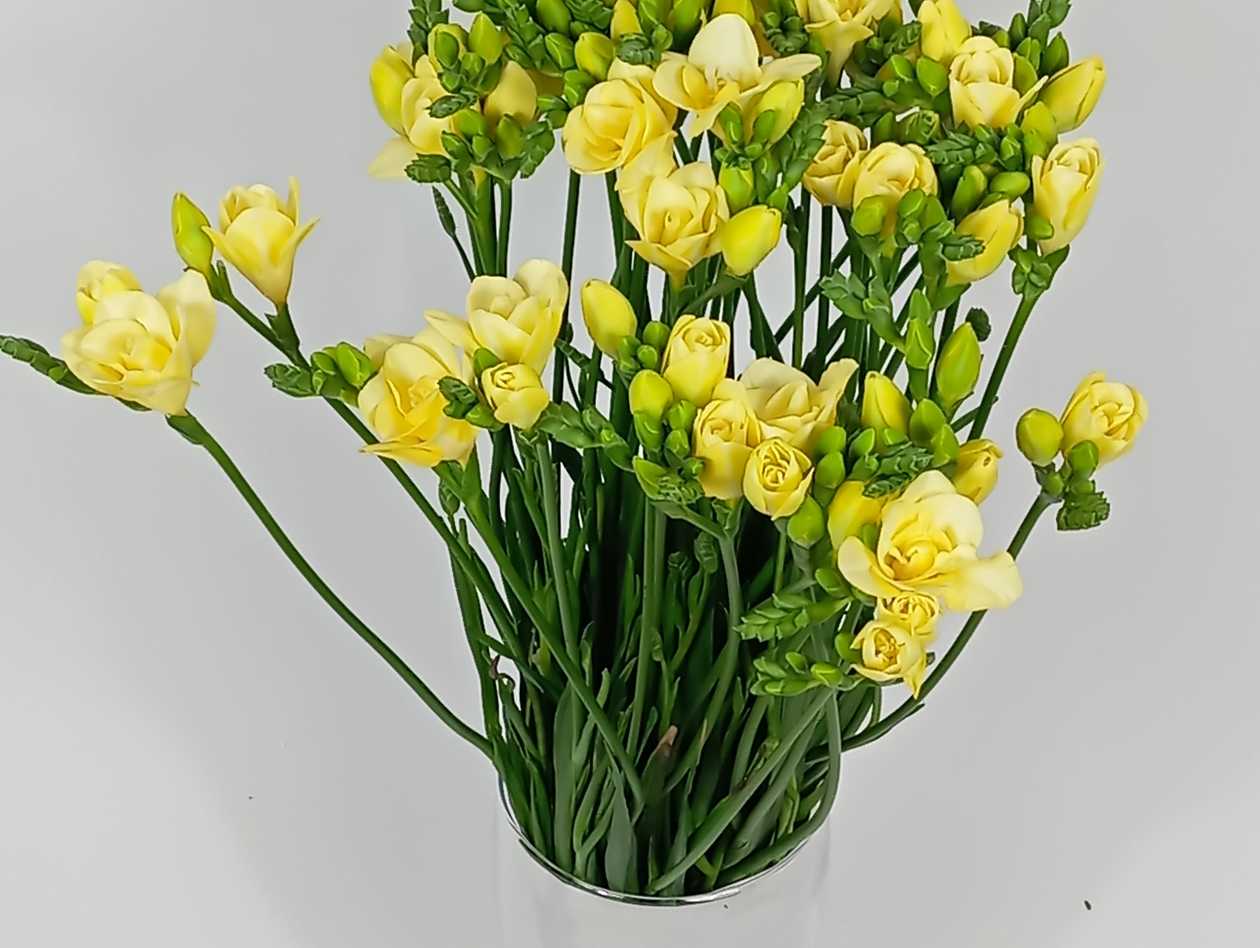 Yellow Freesia GB