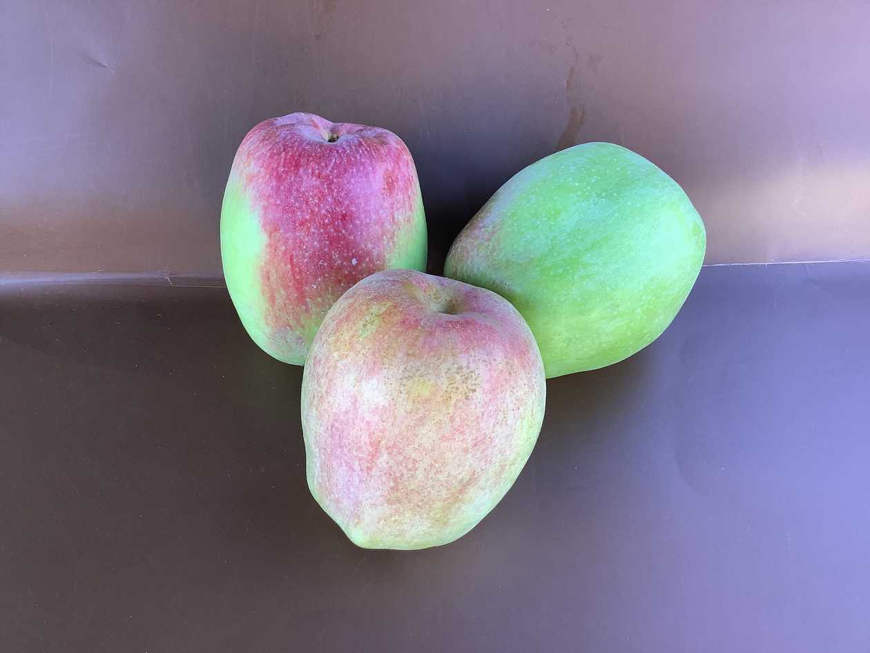 Apples CY