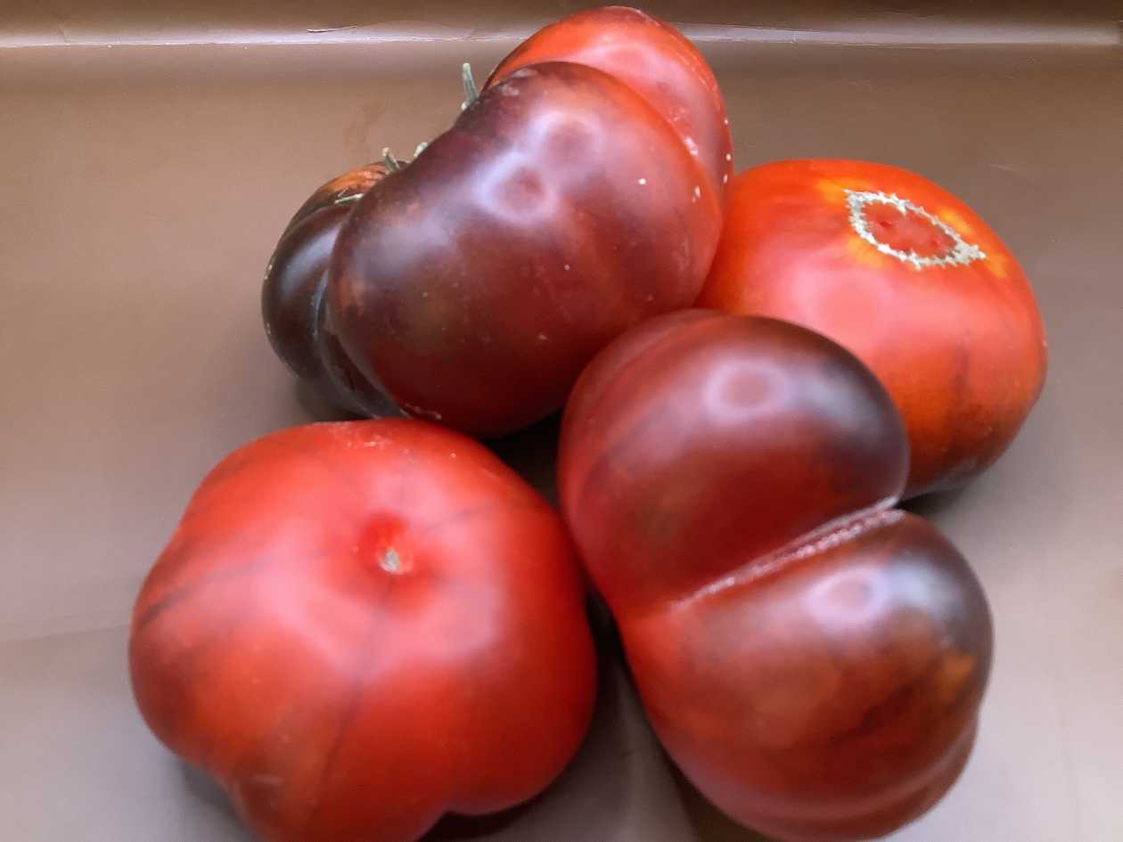 Black Prince tomatoes