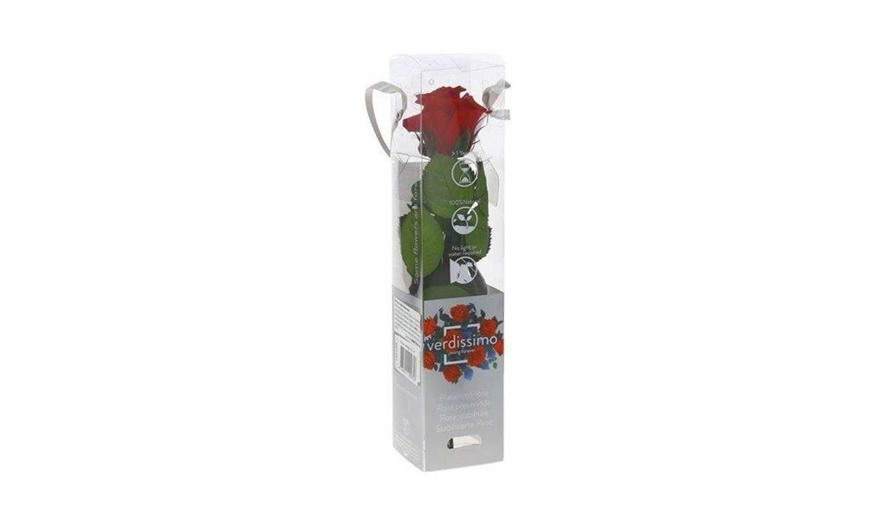 Fiorire, Varrega roos 25 cm, 1 tk
