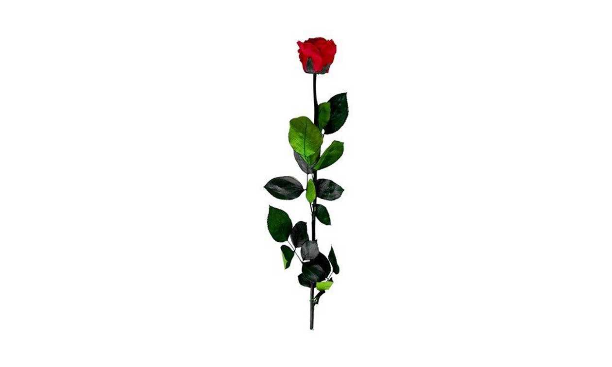 Fiorire, Roos varrega, 55cm, 1tk