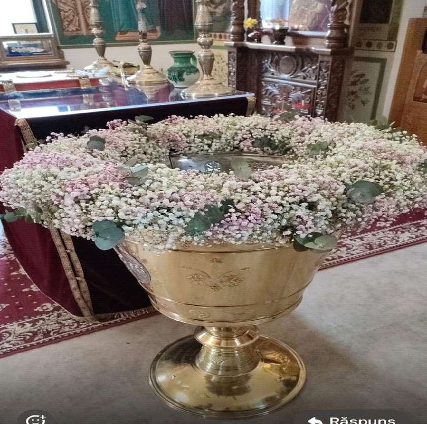 Cristelinta Arrangement