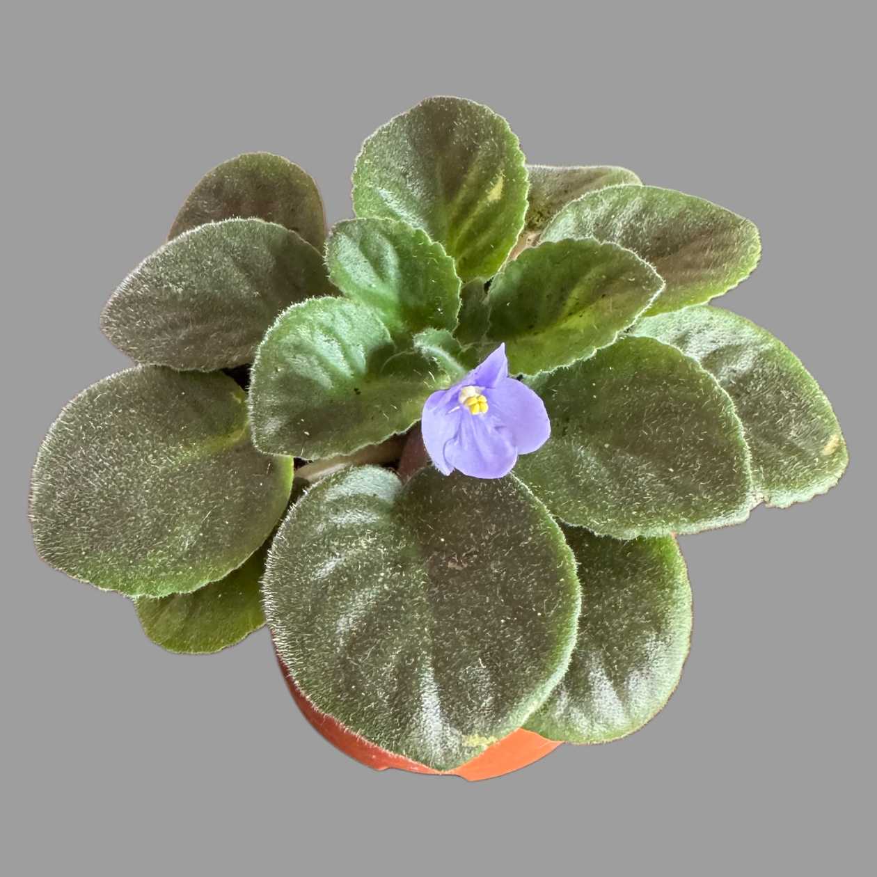 Fiołek