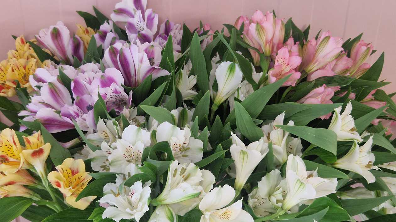 Alstromeria mix 1tk