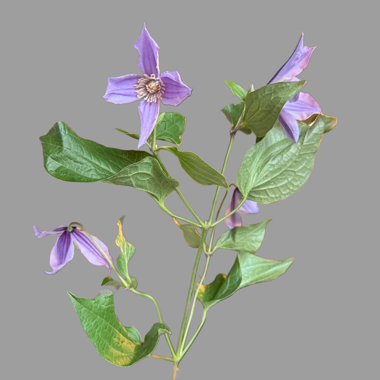 Clematis