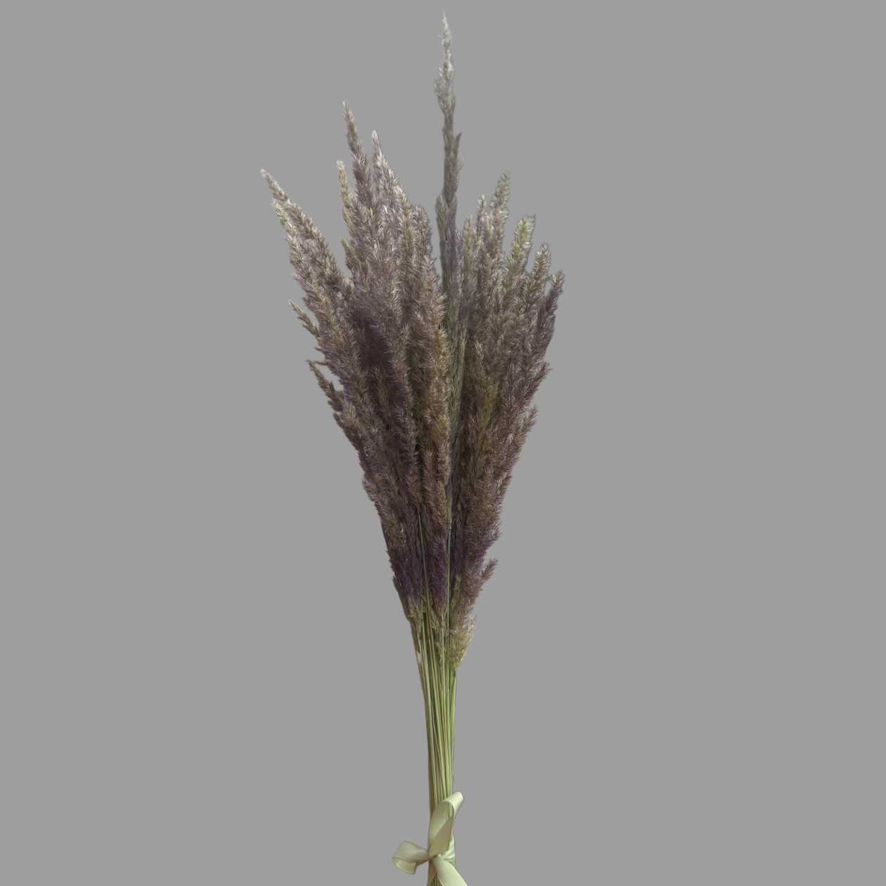 Pampasy fioletowe