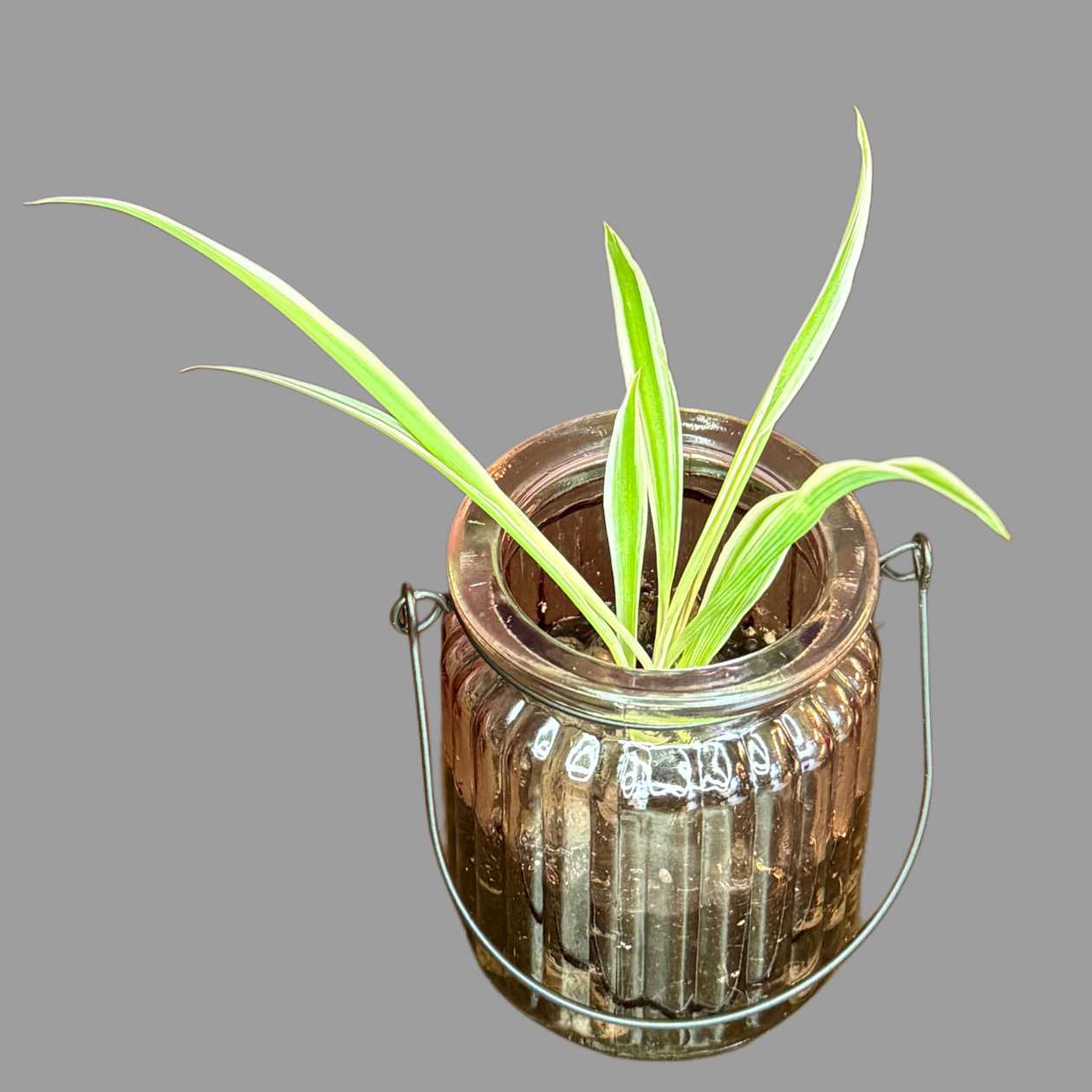 Chlorophitum w różowym szklanym wazoniku