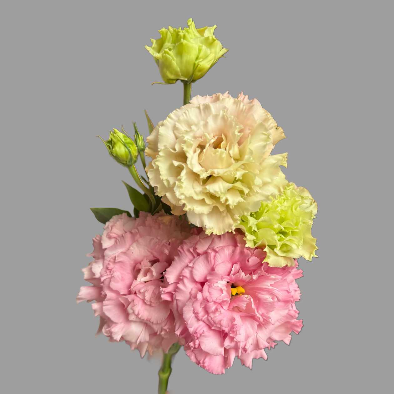 Różowa eustoma