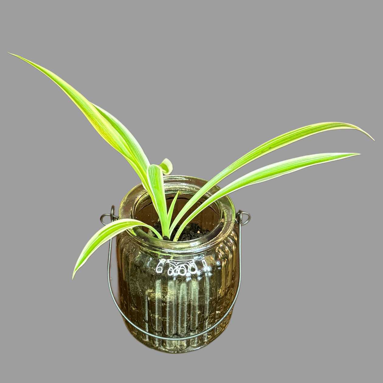 Chlorophitum w zielonym szklanym wazoniku