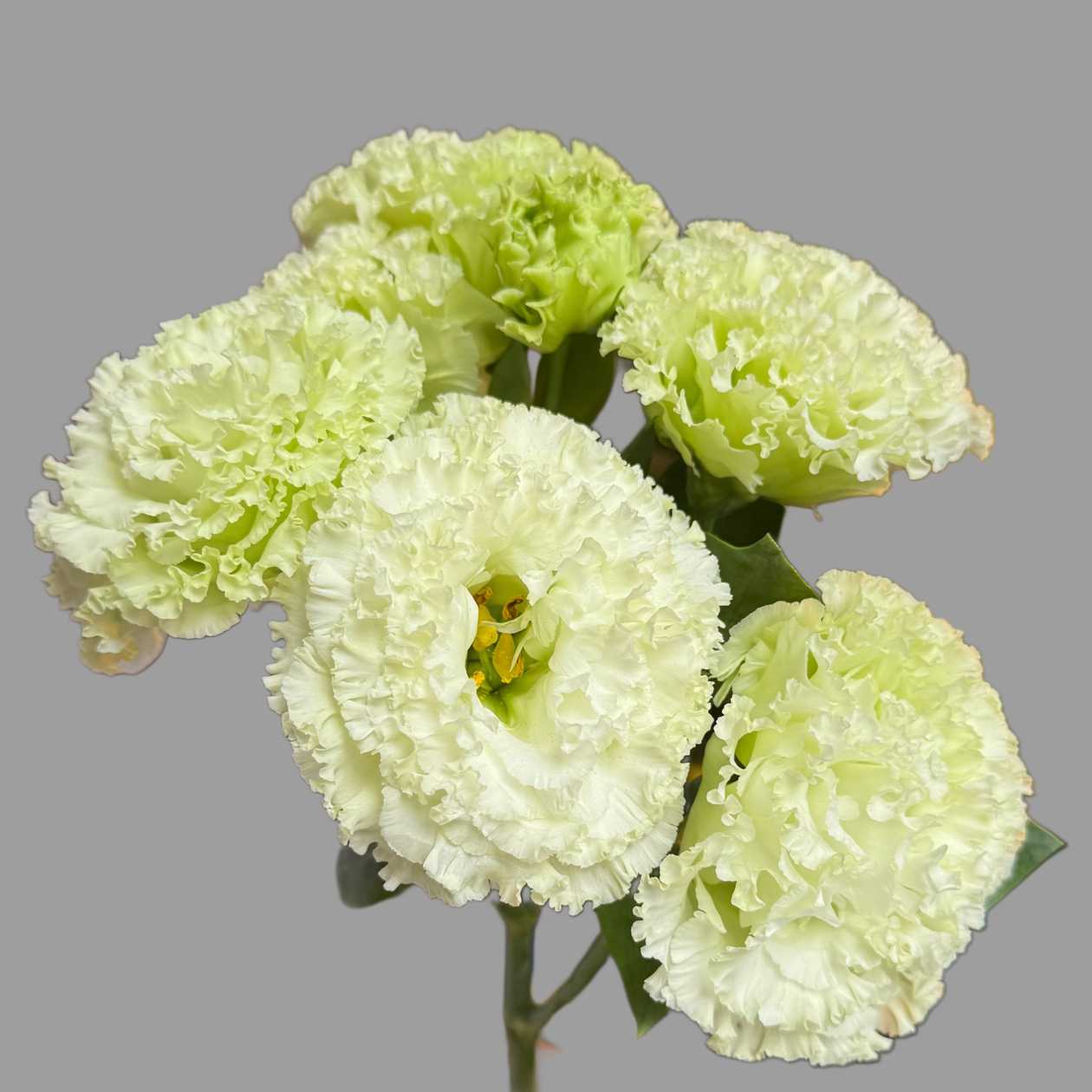Eustoma