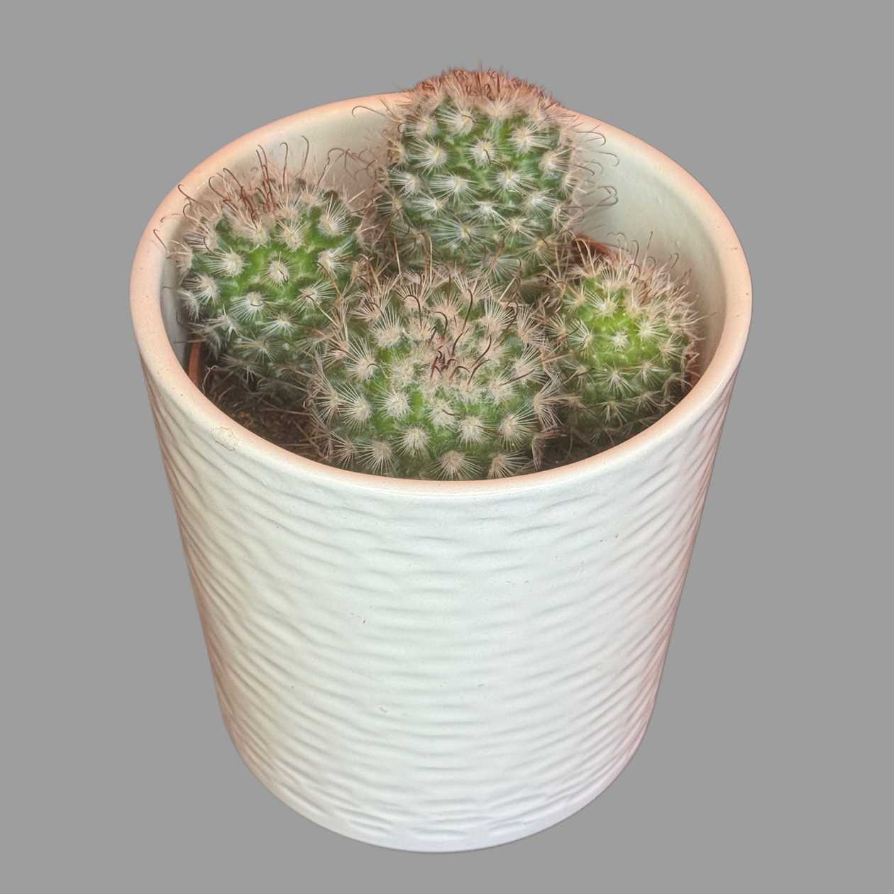 Kaktus w ceramicznej osłonce 02